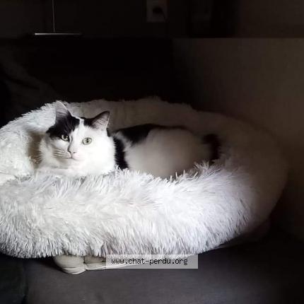 Photo 1/1 Chat retrouvé Perdu à Bayonne