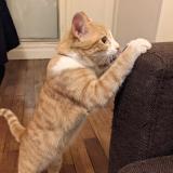 Chat Perdu Ou Trouve Paris 75 France