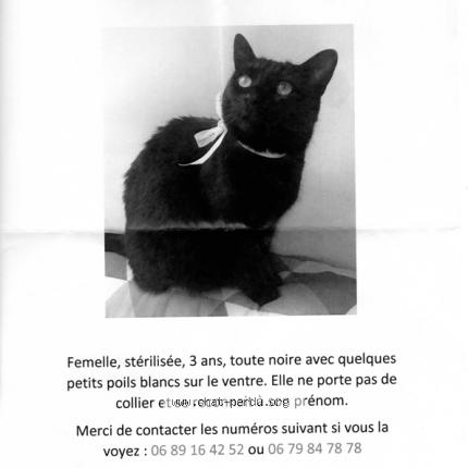 6550 Kiwi Chat Perdu A Jugon Les Lac Chat Perdu France 6550 Kiwi Chat Perdu A Jugon Les Lac Chat Perdu France