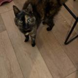 Chat Trouve Finistere 29 France