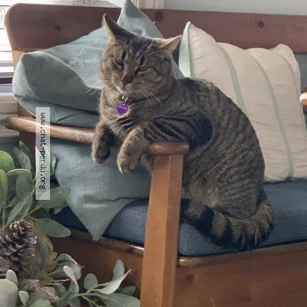 Leo Chat Perdu A Ile Bizard Chat Perdu Canada