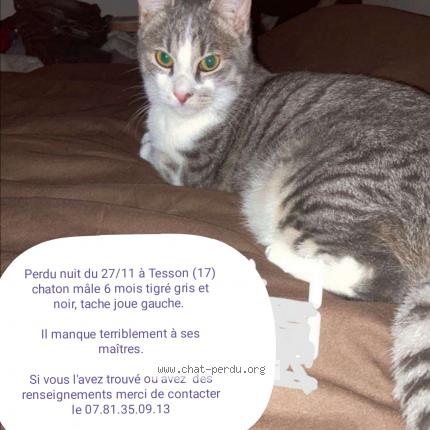 Yam Chat Perdu A Tesson Chat Perdu France
