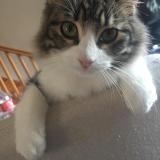 Chat Perdu Ou Trouve Maine Et Loire 49 France