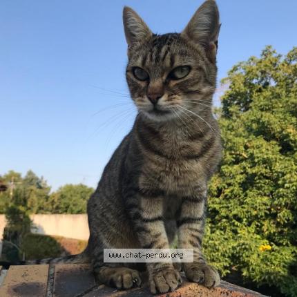 Photo 1/1 Chat retrouvé Perdu à Saint mammes