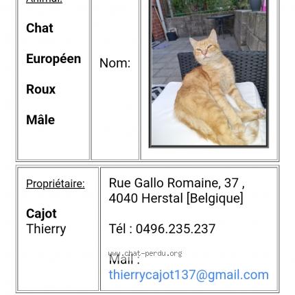 Rourou Chat Perdu A Herstal Chat Perdu Belgique