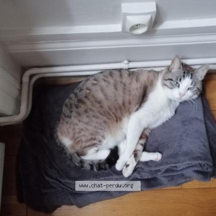 Photo 1/1 Mélo Chat perdu à St just st rambert