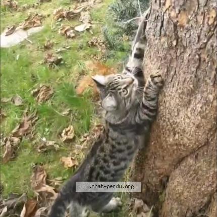 Photo de chat perdu à Creil