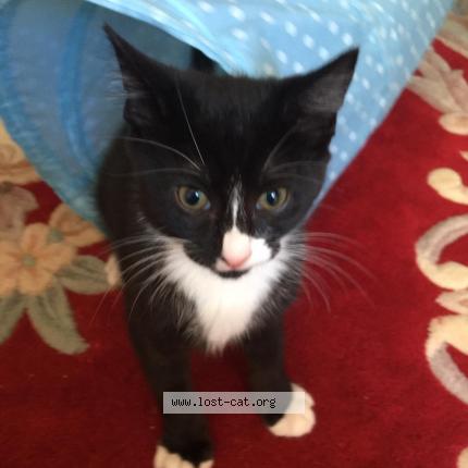 Photo 1/1 TEEZIE Chat perdu à Worthing