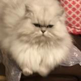 Chat Perdu Ou Trouve Angers Maine Et Loire 49 France