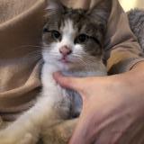 Chat Perdu Ou Trouve Paris 75 France Chat Perdu Ou Trouve Paris 75 France