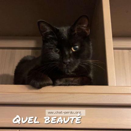 Bebe Chat Perdu A Tourcoing Chat Perdu France