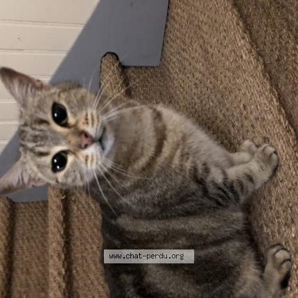 6577 Chat Trouve Et Rendu A Doue La Fontaine Chat Perdu France