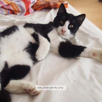 Bibi Chat Perdu A Marseille Chat Perdu France Bibi Chat Perdu A Marseille Chat Perdu France
