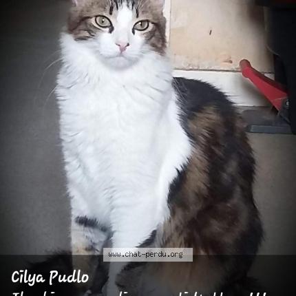 Photo de chat perdu à Angles