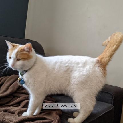 Photo 1/1 Arthur Chat perdu à Montreal