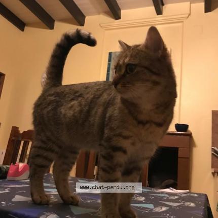 6512 Cannelle Chat Perdu A Pons Chat Perdu France 6512 Cannelle Chat Perdu A Pons Chat Perdu France