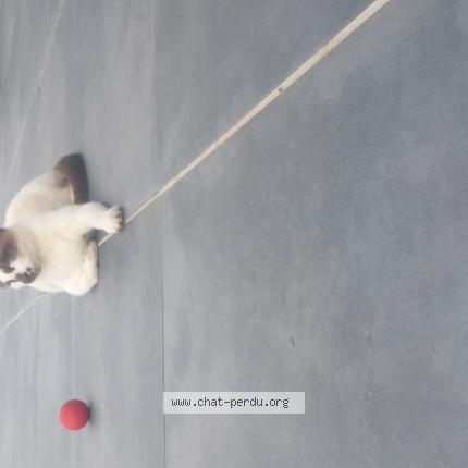 Photo de chat perdu à La Rochelle