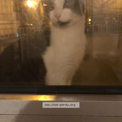 Chat Trouve A Limoges Chat Perdu France Chat Trouve A Limoges Chat Perdu France