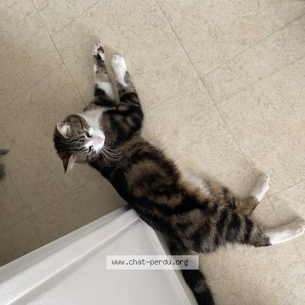 6597 Mako Chat Perdu A Nantes Chat Perdu France 6597 Mako Chat Perdu A Nantes Chat Perdu France