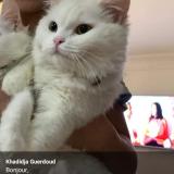 Chat Perdu Algerie Publication Immediate Et Gratuite