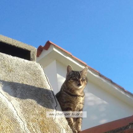 Photo 1/2 Divine Chat perdu à Alenya