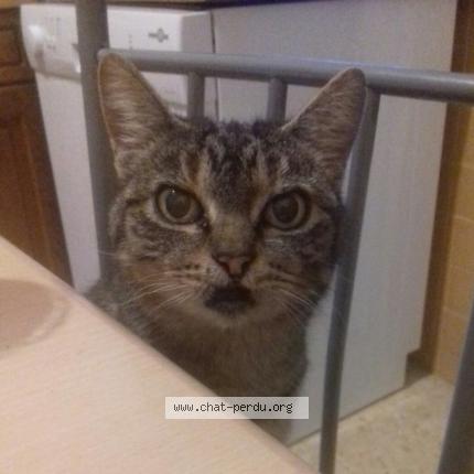 Photo 2/2 Divine Chat perdu à Alenya