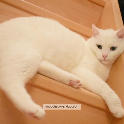 Minnie Chat Perdu A Bouaye Chat Perdu France Minnie Chat Perdu A Bouaye Chat Perdu France