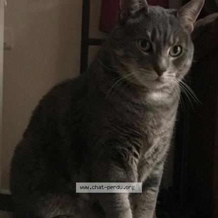 Photo 1/1 Ticao Chat perdu à Mortcerf