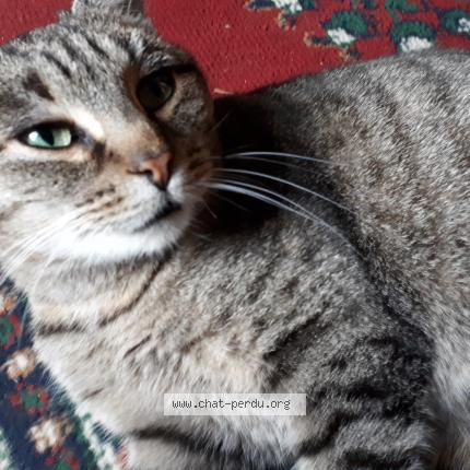 Photo 1/1 moumoun Chat perdu à Saint pe saint simon