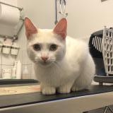 Chat Trouve Gironde 33 France