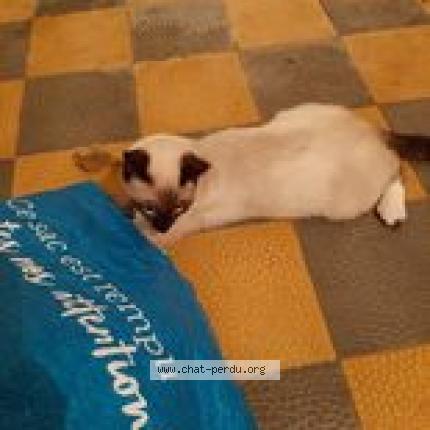 Bowie Chat Perdu A Pont Du Chateau Chat Perdu France Bowie Chat Perdu A Pont Du Chateau Chat Perdu France