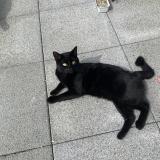 Chat Perdu Ou Trouve Lorient Morbihan 56 France Chat Perdu Ou Trouve Lorient Morbihan 56 France