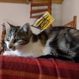 Chat Perdu Ou Trouve Lorient Morbihan 56 France