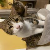 Chat Perdu Ou Trouve Pujaut Gard 30 France