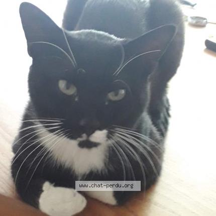 Bebe Noir Chat Perdu Et Retrouve A Pons Chat Perdu France