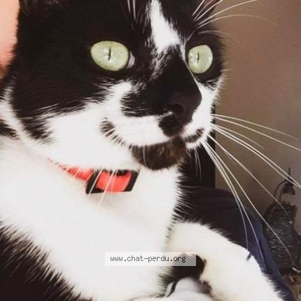 Photo 1/1 Minouche Chat perdu à St cyprien