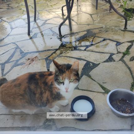 Chat Trouve A Floirac Chat Perdu France Chat Trouve A Floirac Chat Perdu France