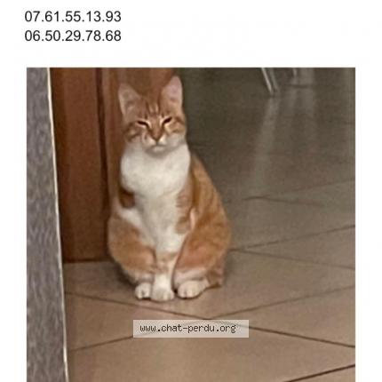 Loulou Chat Perdu A Menesplet Chat Perdu France Loulou Chat Perdu A Menesplet Chat Perdu France