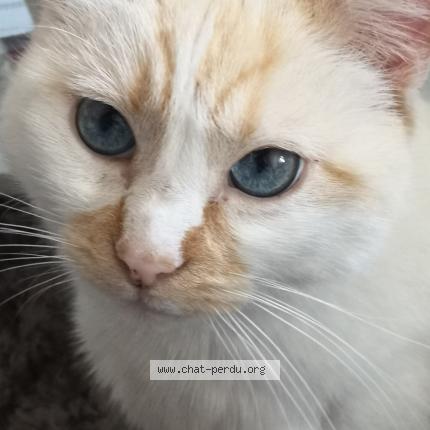 June Chat Perdu A Artenay Chat Perdu France