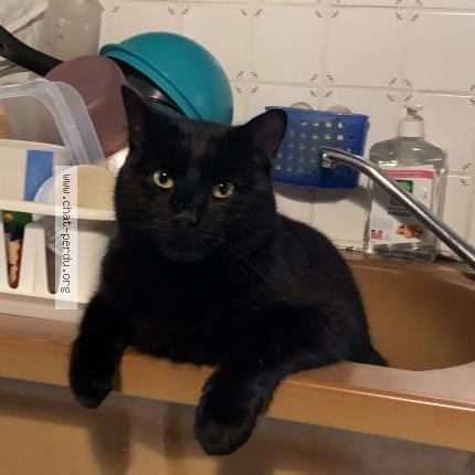 Photo 1/1 Lutin Chat perdu à Mortroux