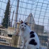 Photo de chat perdu à Carlepont