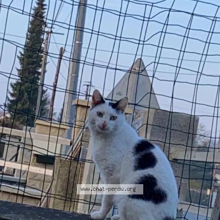 Photo 1/1 Chat retrouvé Perdu à Carlepont