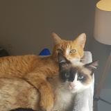 Photo de chat perdu à La Genetouze