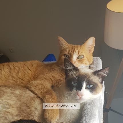 Photo 1/1 Chat retrouvé Perdu à La genetouze