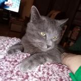 Photo de chat perdu à Evron