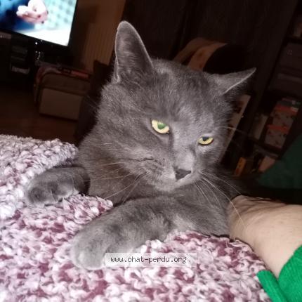 Photo de chat perdu à Evron