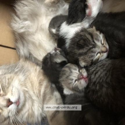Mistigri Chat Perdu A Arras Chat Perdu France