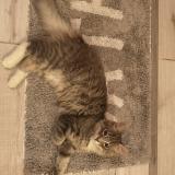 Photo de chat perdu à Ambierle