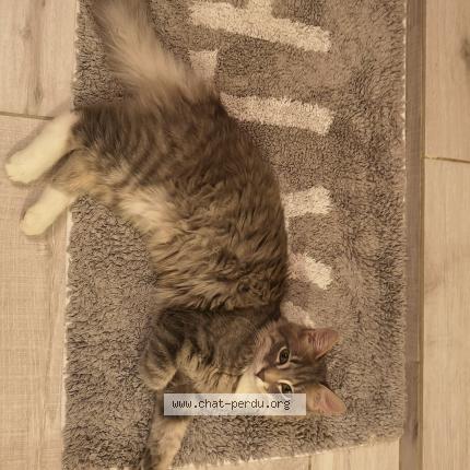 Photo de chat perdu à Ambierle