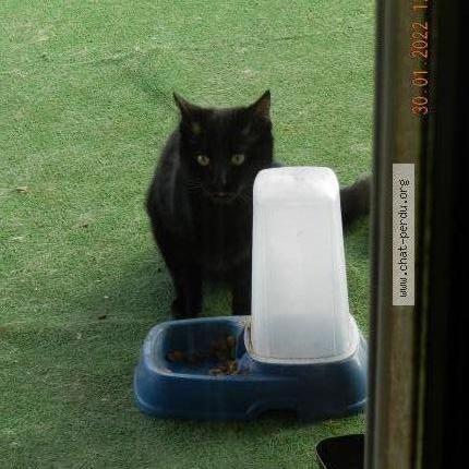 Chat Trouve A Arc Sur Tille Chat Perdu France
